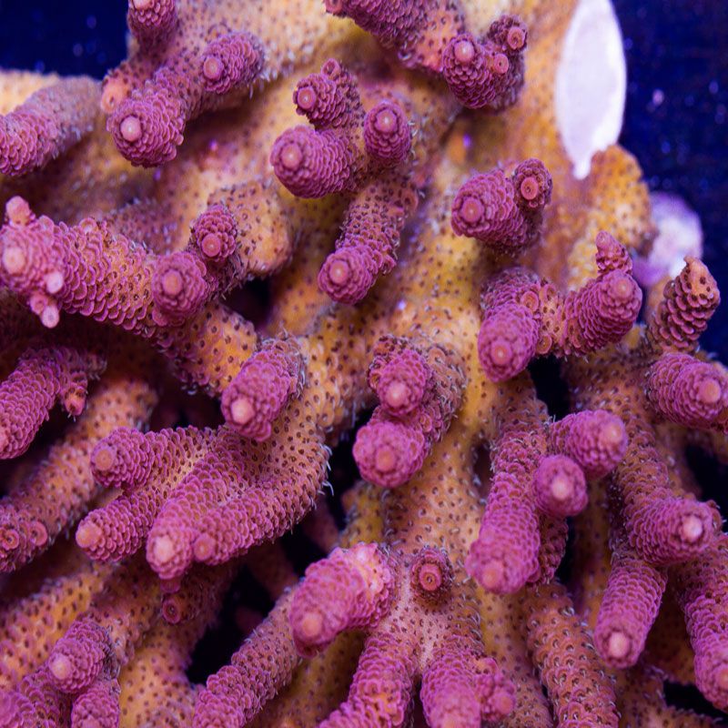 newcoral1591 - 100 New WYSIWYG Acros at Cherry Corals!
